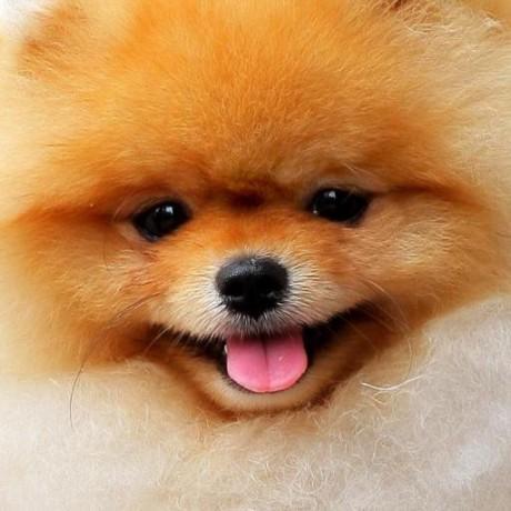 my avatar, a close-up of a cute pomeranian